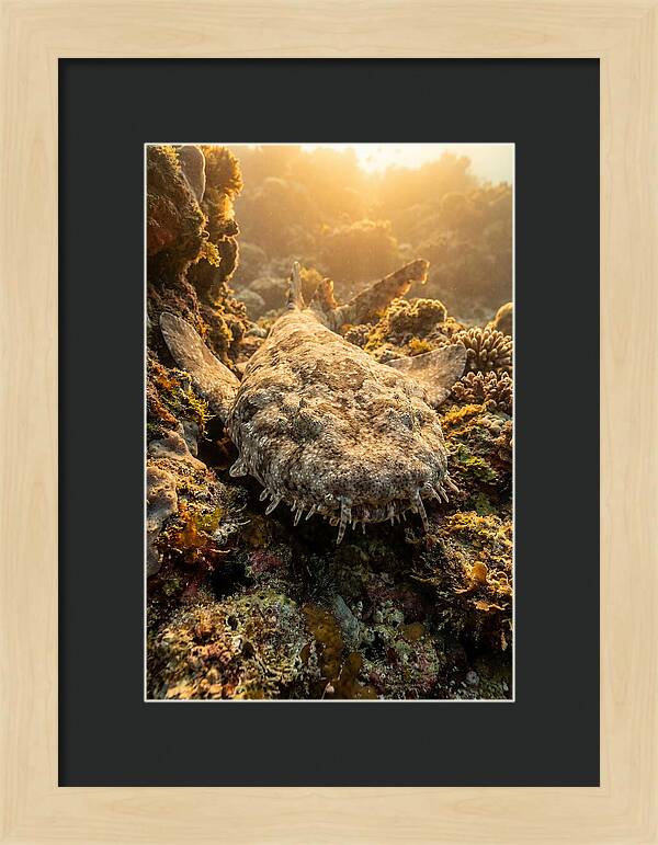 Wobbegong Shark Hidden In Coral