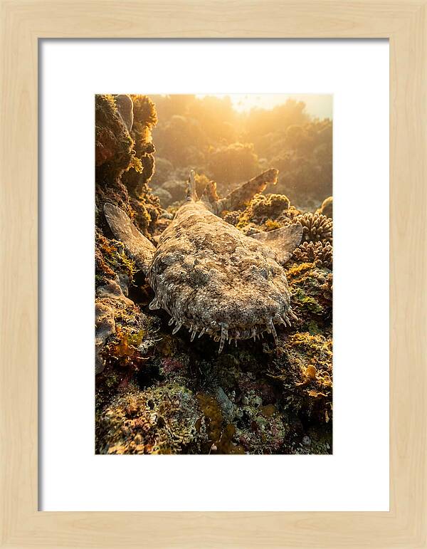 Wobbegong Shark Hidden In Coral
