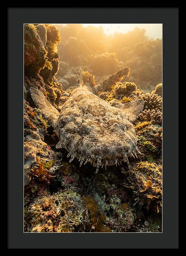 Wobbegong Shark Hidden In Coral