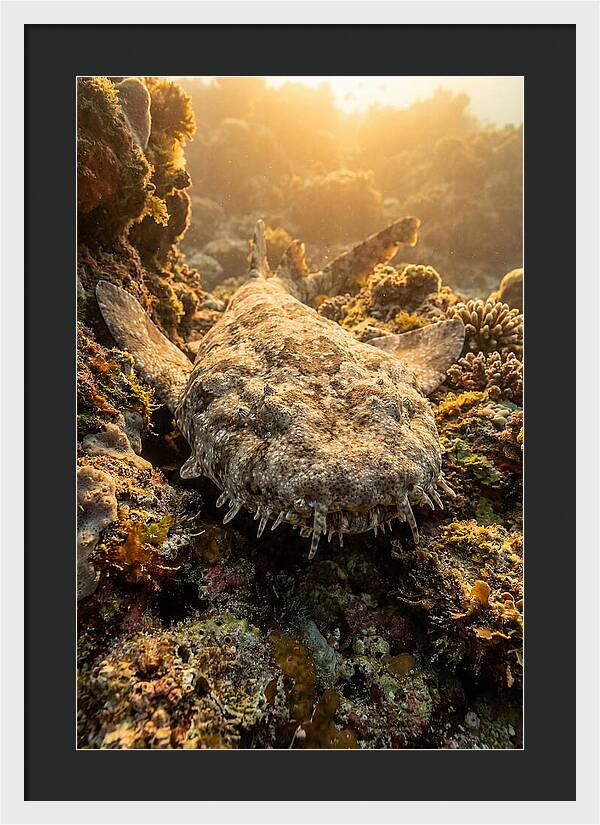 Wobbegong Shark Hidden In Coral