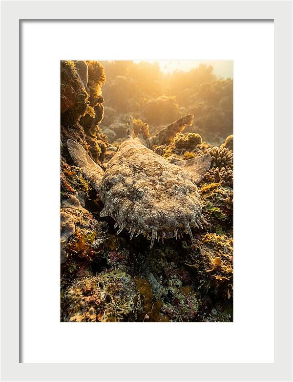 Wobbegong Shark Hidden In Coral