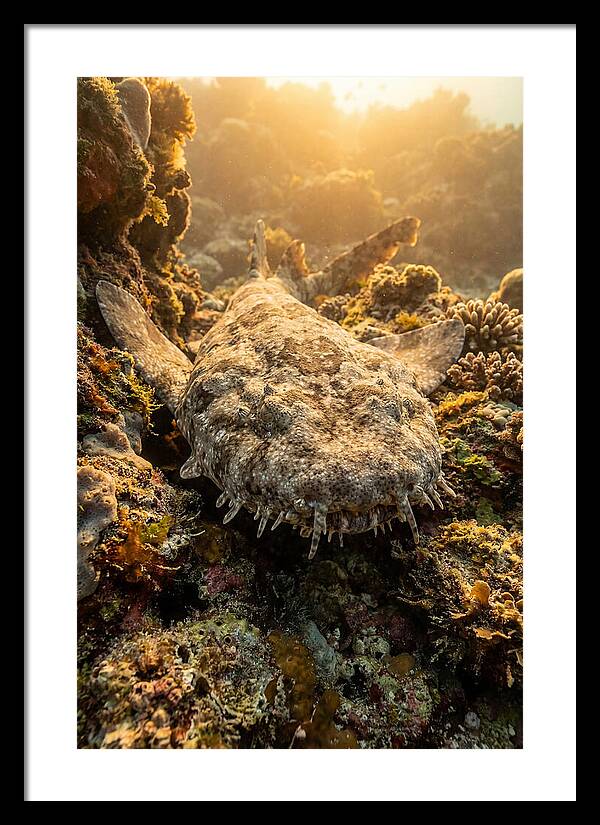 Wobbegong Shark Hidden In Coral