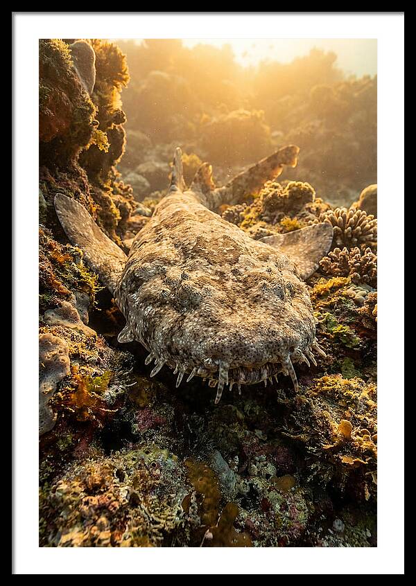 Wobbegong Shark Hidden In Coral