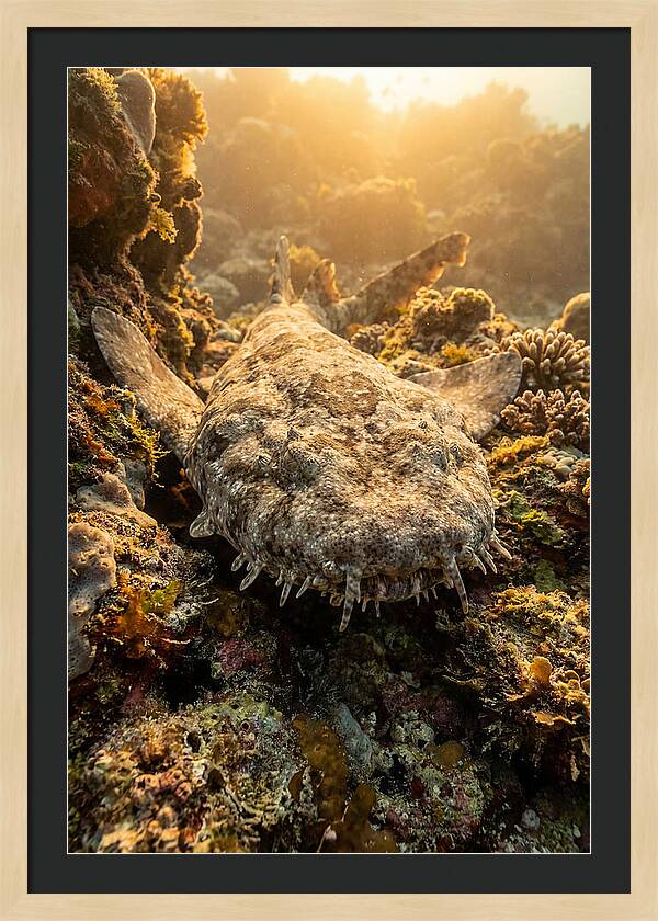 Wobbegong Shark Hidden In Coral