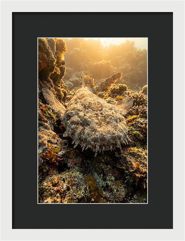 Wobbegong Shark Hidden In Coral