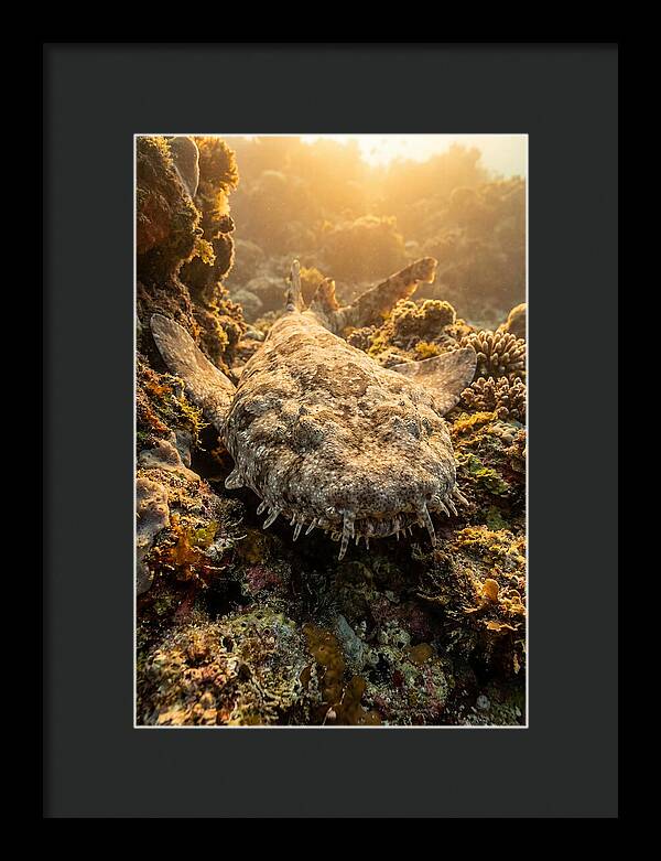 Wobbegong Shark Hidden In Coral