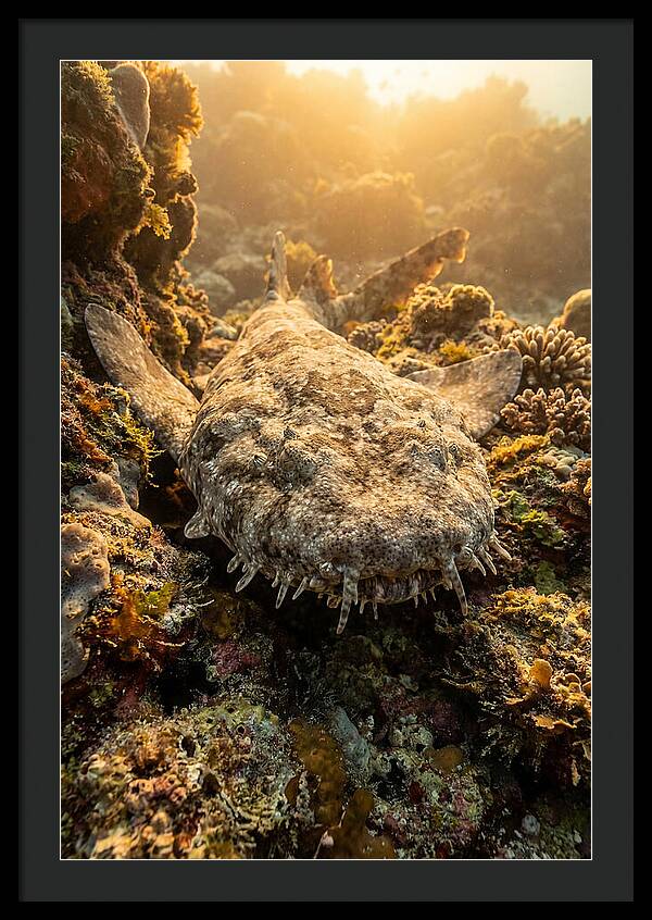 Wobbegong Shark Hidden In Coral
