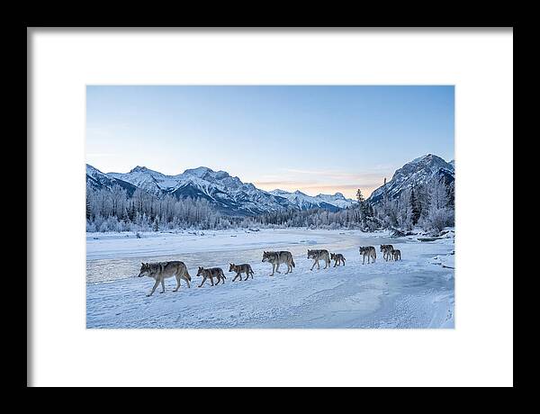 Wolf Pack Crossing Frozen River