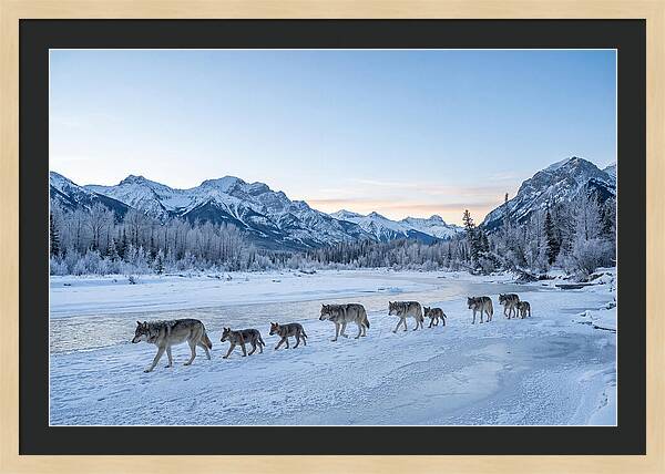 Wolf Pack Crossing Frozen River