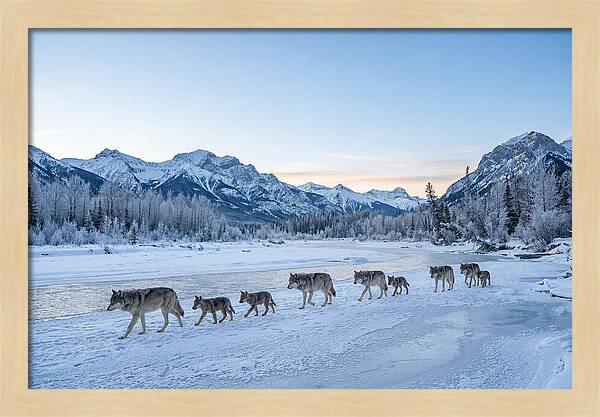 Wolf Pack Crossing Frozen River