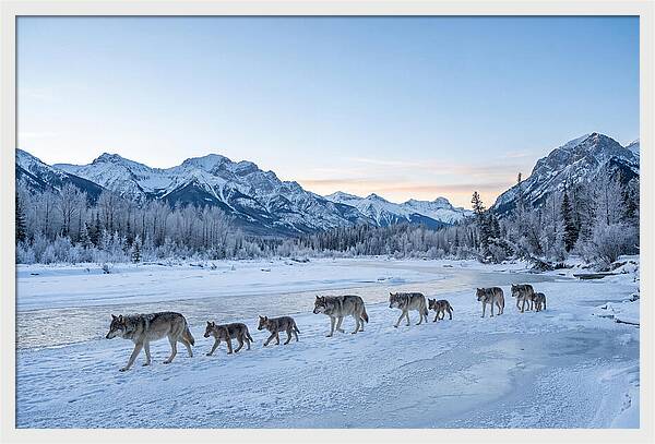 Wolf Pack Crossing Frozen River