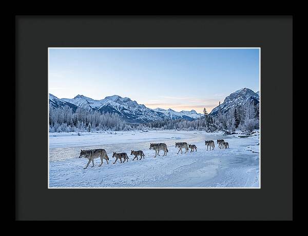 Wolf Pack Crossing Frozen River