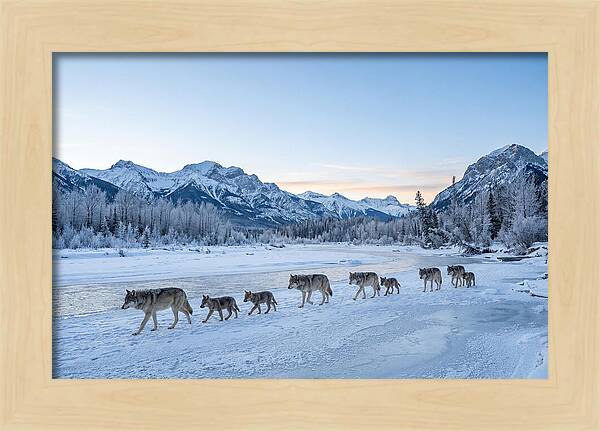 Wolf Pack Crossing Frozen River