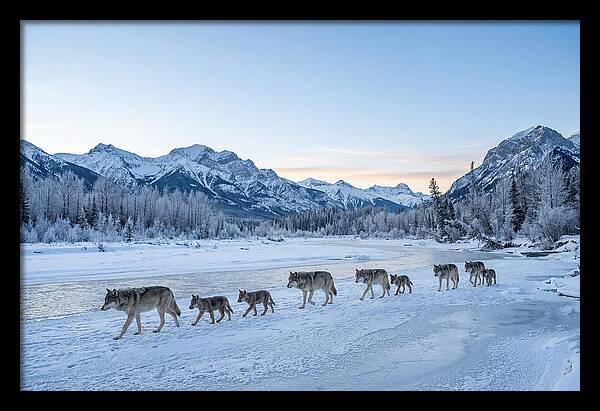 Wolf Pack Crossing Frozen River