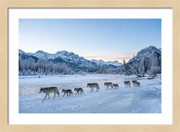 Wolf Pack Crossing Frozen River