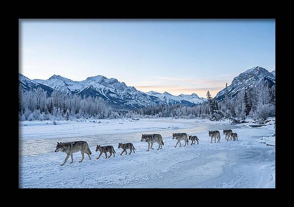 Wolf Pack Crossing Frozen River