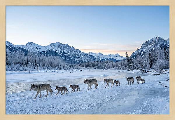 Wolf Pack Crossing Frozen River