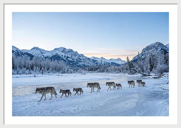 Wolf Pack Crossing Frozen River