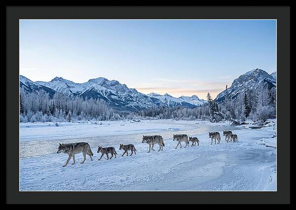 Wolf Pack Crossing Frozen River