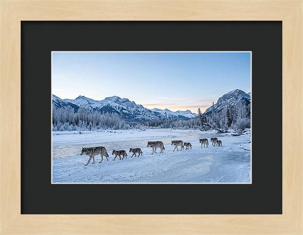 Wolf Pack Crossing Frozen River