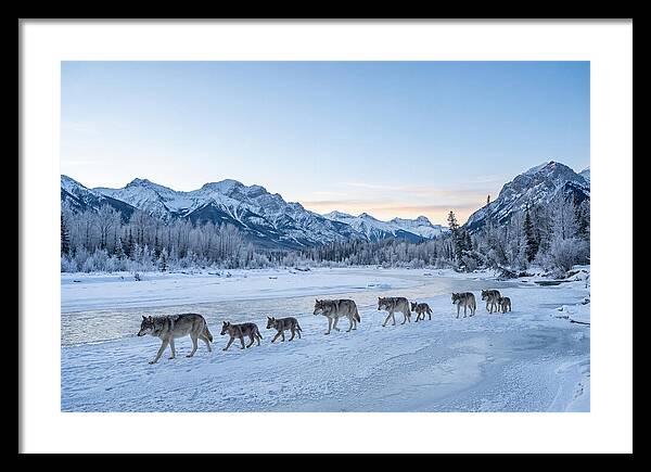 Wolf Pack Crossing Frozen River