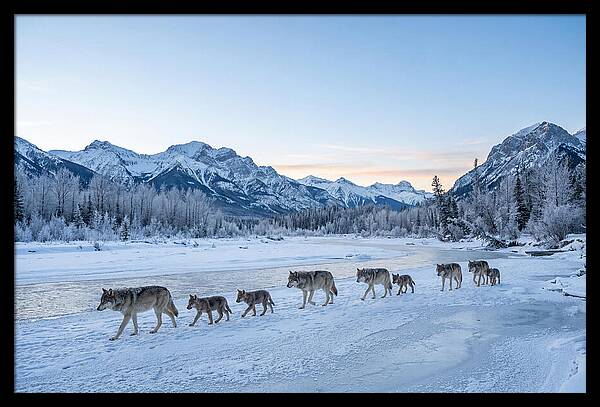 Wolf Pack Crossing Frozen River