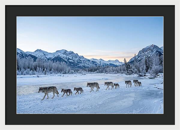 Wolf Pack Crossing Frozen River