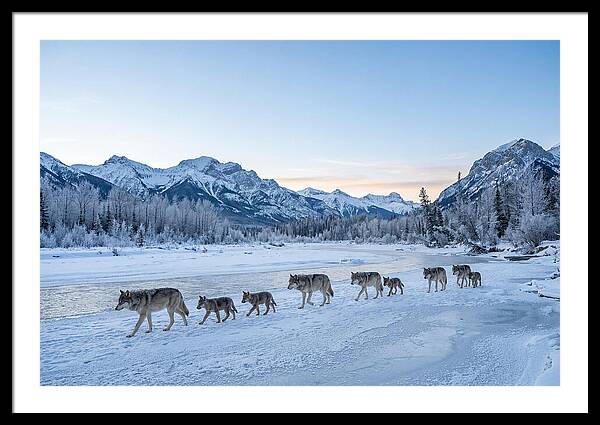 Wolf Pack Crossing Frozen River