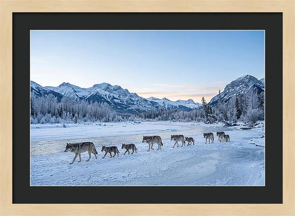Wolf Pack Crossing Frozen River