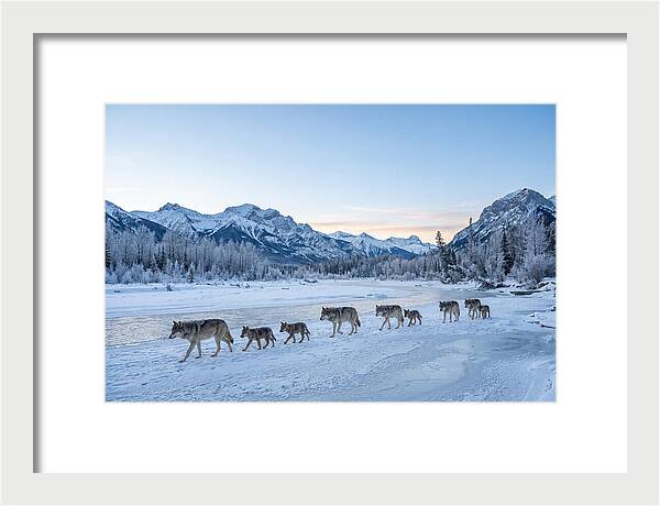 Wolf Pack Crossing Frozen River