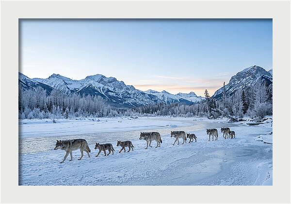 Wolf Pack Crossing Frozen River