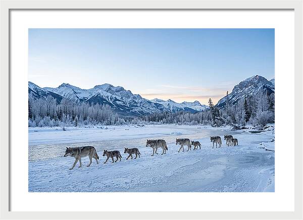 Wolf Pack Crossing Frozen River