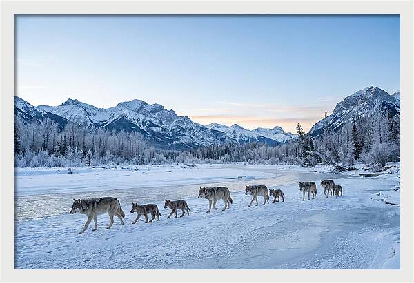Wolf Pack Crossing Frozen River