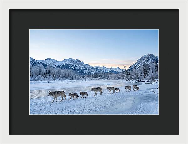 Wolf Pack Crossing Frozen River