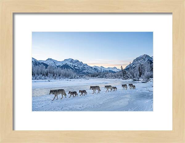 Wolf Pack Crossing Frozen River