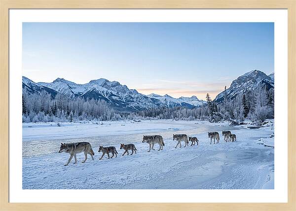 Wolf Pack Crossing Frozen River
