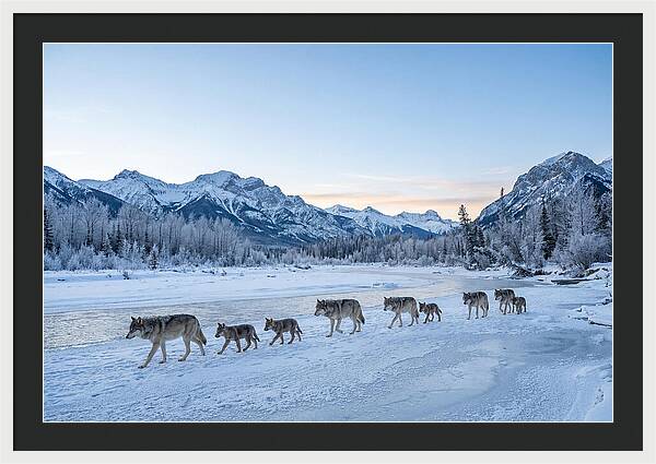 Wolf Pack Crossing Frozen River