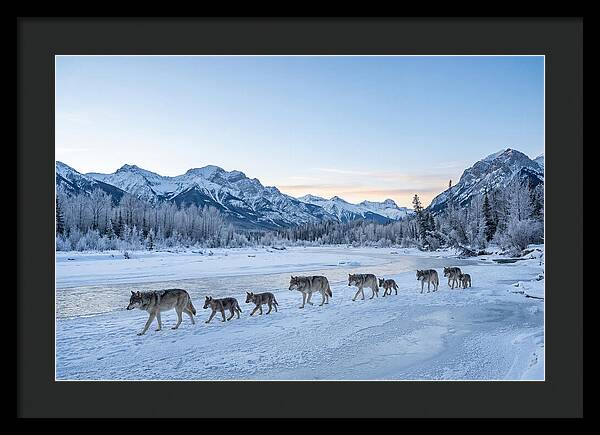 Wolf Pack Crossing Frozen River