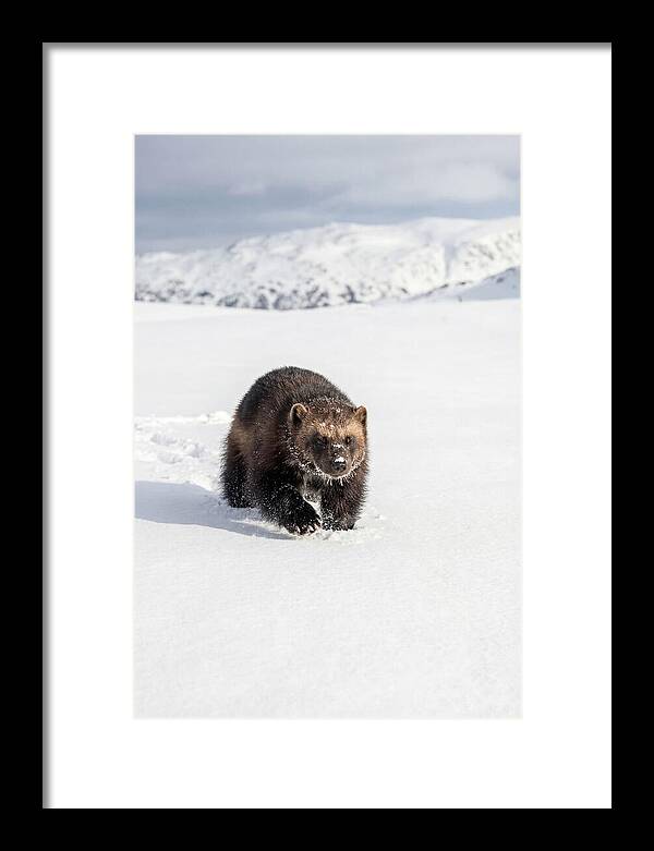 Wolverine Amidst Winter Wilderness