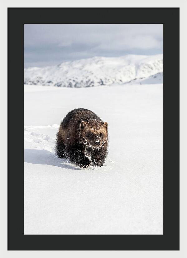 Wolverine Amidst Winter Wilderness