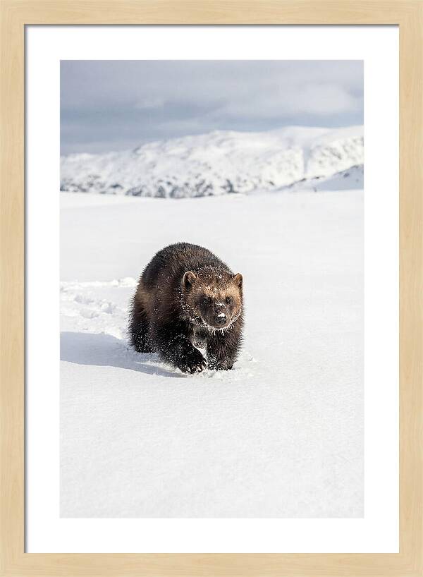 Wolverine Amidst Winter Wilderness