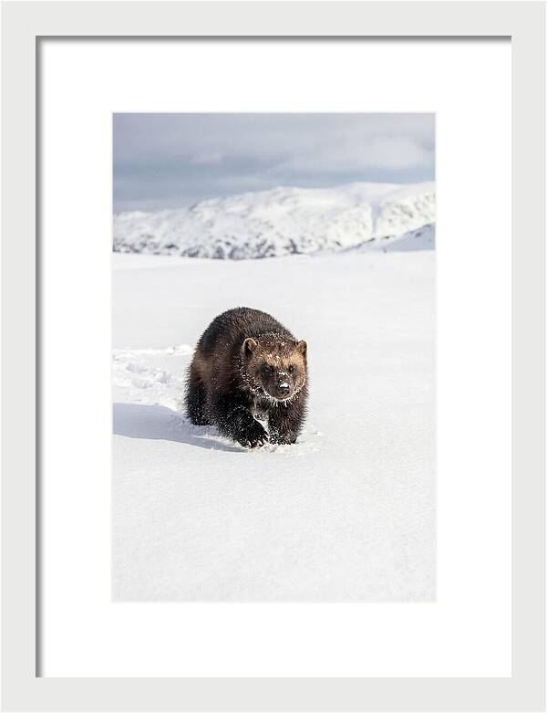 Wolverine Amidst Winter Wilderness