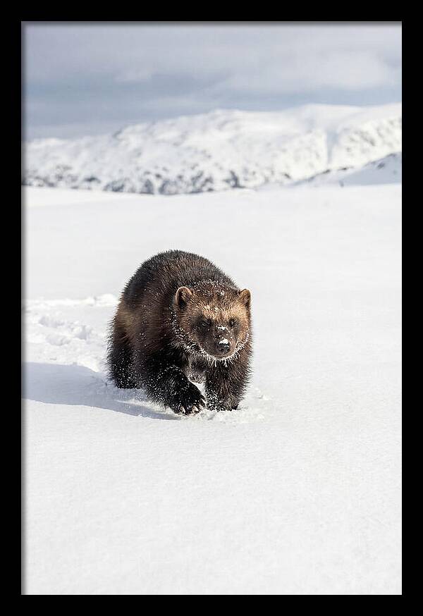 Wolverine Amidst Winter Wilderness