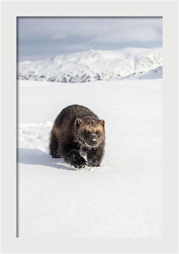Wolverine Amidst Winter Wilderness