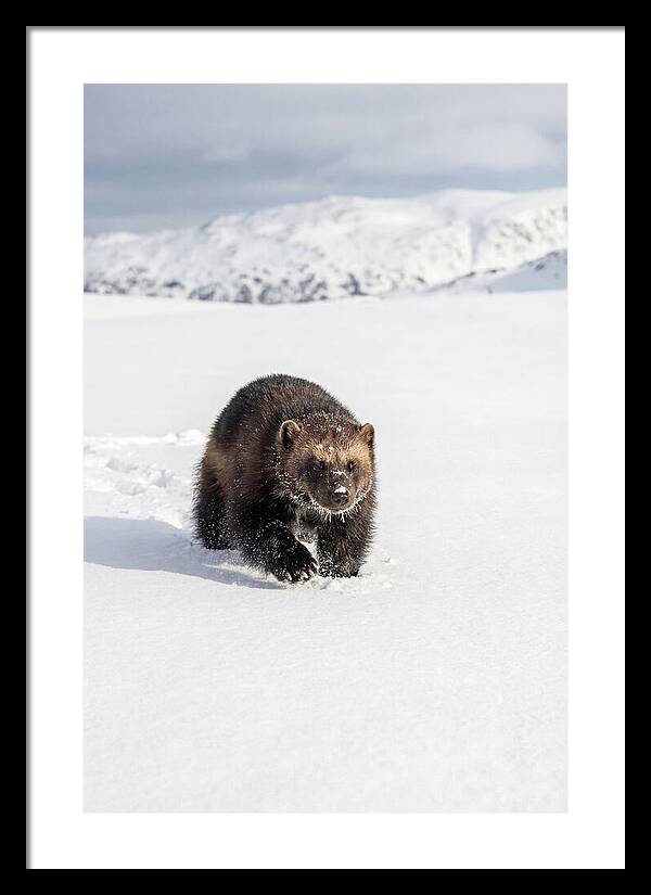 Wolverine Amidst Winter Wilderness