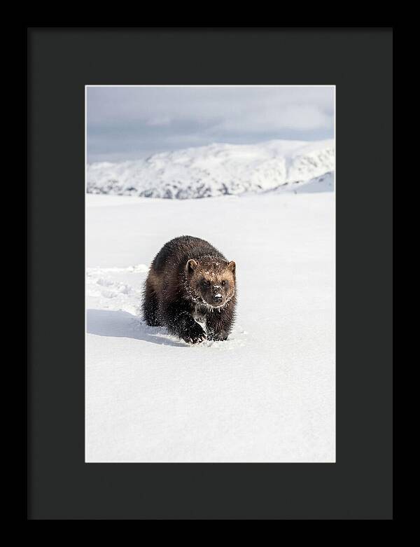 Wolverine Amidst Winter Wilderness