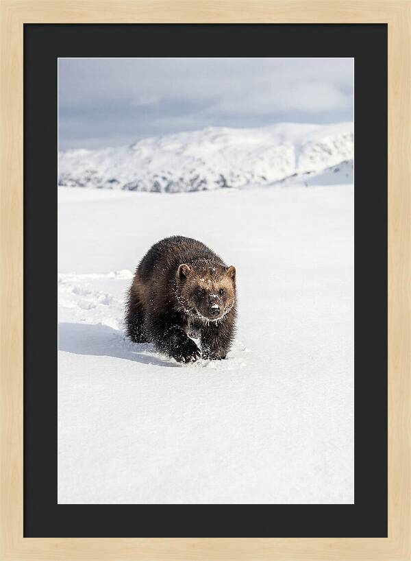 Wolverine Amidst Winter Wilderness
