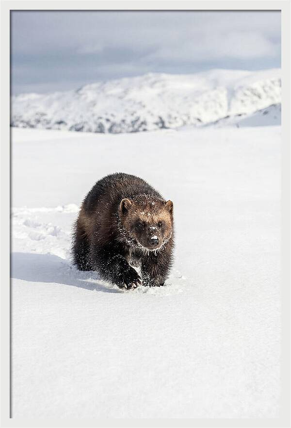 Wolverine Amidst Winter Wilderness