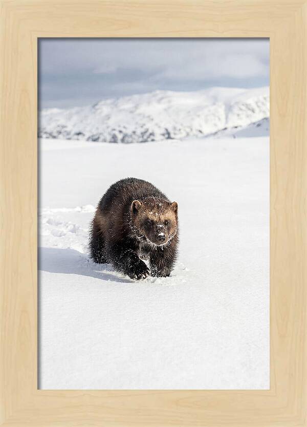 Wolverine Amidst Winter Wilderness