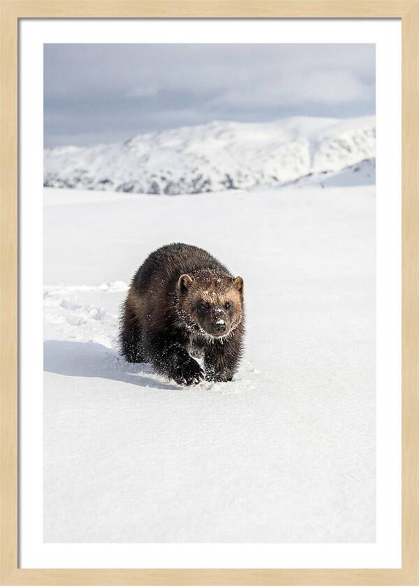 Wolverine Amidst Winter Wilderness
